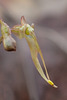 Neottia bifolia (formerly Listera australis ) (Southern Twayblade orchid)