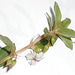 DSCN7092a - Sauvagesia erecta, Ochnaceae