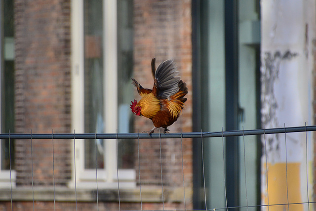 Rooster equilibrist