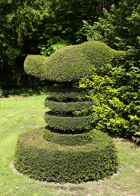 Buxus Pieper