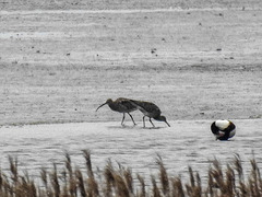 20180402 3327CPw [D~AUR] Großer Brachvogel, Brandgans, Dollart