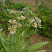 DSC01099 - Almeirão-roxo Lactuca canadensis, Asteraceae