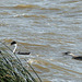 Wait for me, Mom!  Western Grebe