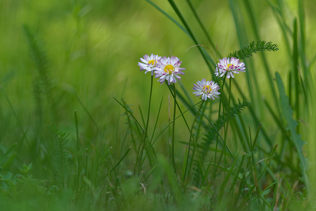 17.06.05 Garten 3007