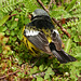 Day 10, Magnolia Warbler back view