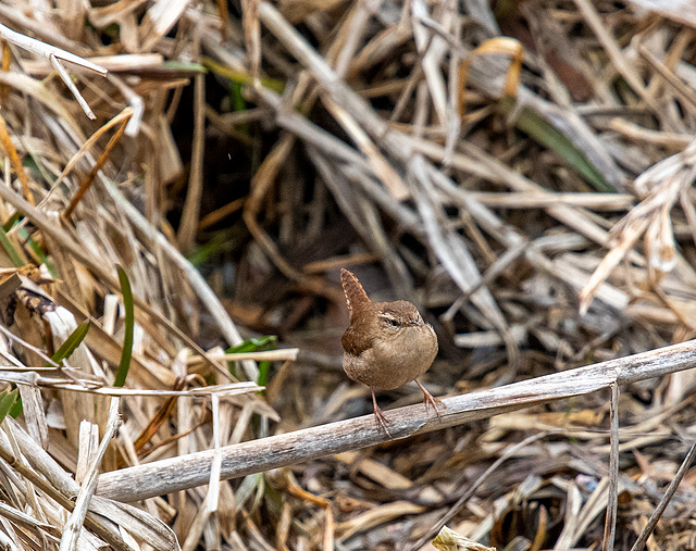 Wren