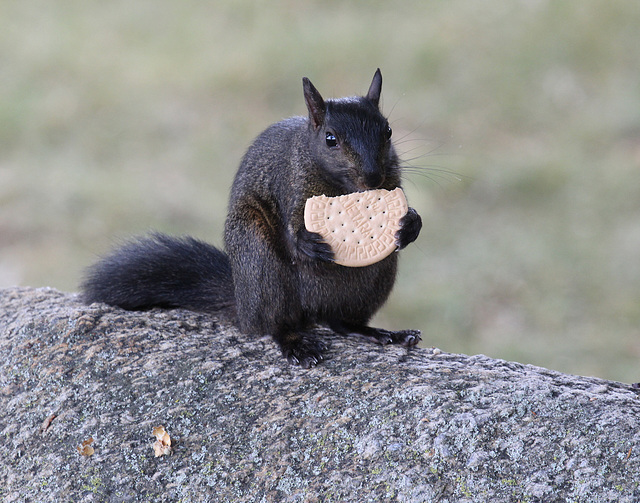 publicité pour biscuits