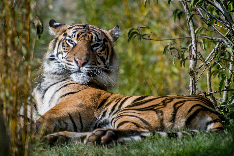 Tigress.5jpg