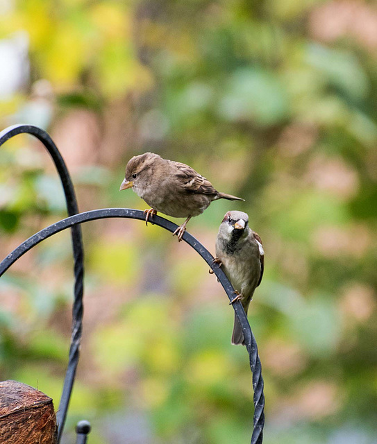 Sparrows