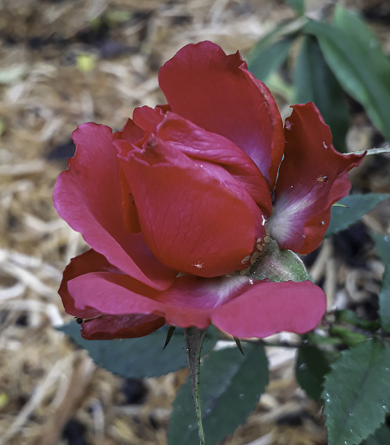 Red Rose with Aphids