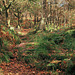 Wildboar Clough - the path through the woods (6 of 9)