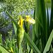 Sumpf-Schwertlilie (Iris pseudacorus)