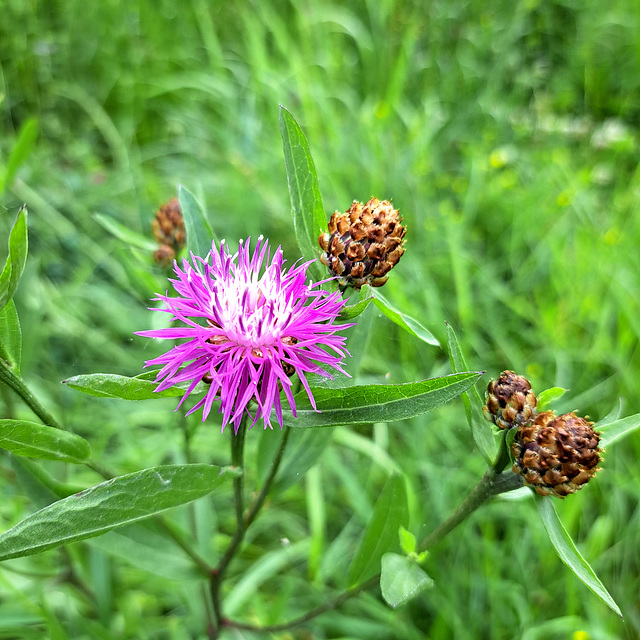 Wiesen-Flockenblume (Centaurea jacea)