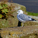 Common Gull