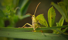 Der Kleine hat schon ganz relaxt auf mich gewartet :)) The little one was already waiting for me, completely relaxed :)) Le petit m'attendait déjà, complètement détendu :)) Der Kleine hat schon ganz relaxt auf mich gewartet :)) The little one was already waiting for me, completely relaxed :)) Le petit m'attendait déjà, complètement détendu :))