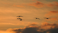 Kraniche am Abendhimmel