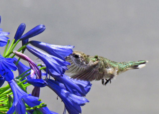 Hummingbird