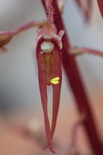 Neottia bifolia (formerly Listera australis ) (Southern Twayblade orchid)