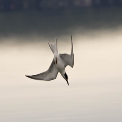 Diving Common Tern