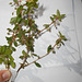 DSCN7093 - Sauvagesia erecta, Ochnaceae
