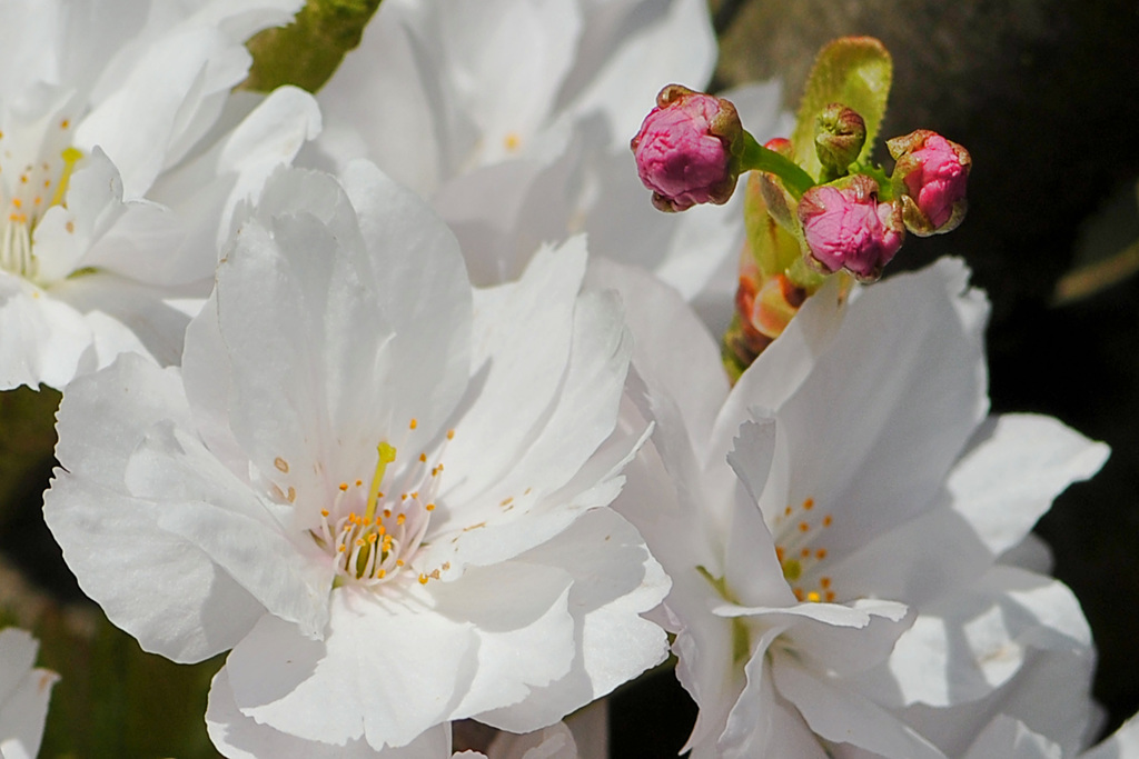 Kirschblüten