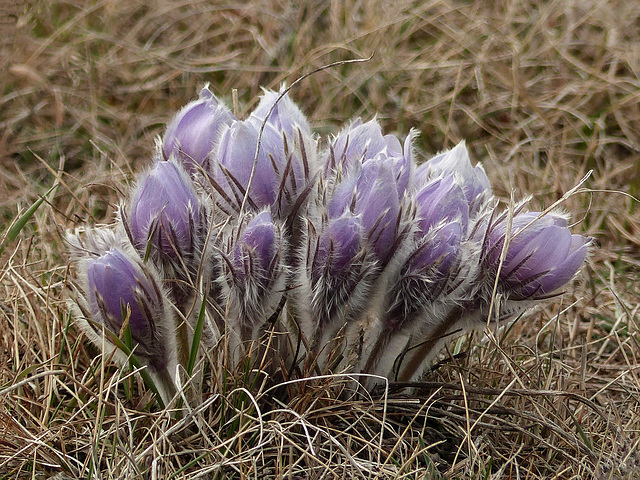 Prairie Crocuses, east of Calgary