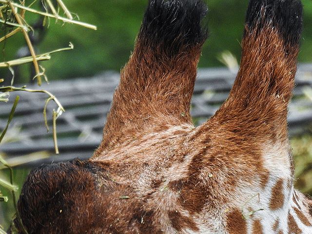 20170928 3069CPw [D~OS] Netzgiraffe, Zoo Osnabrück