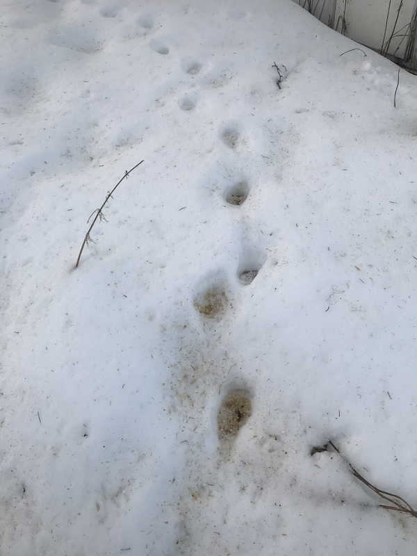 fox tracks in the snow
