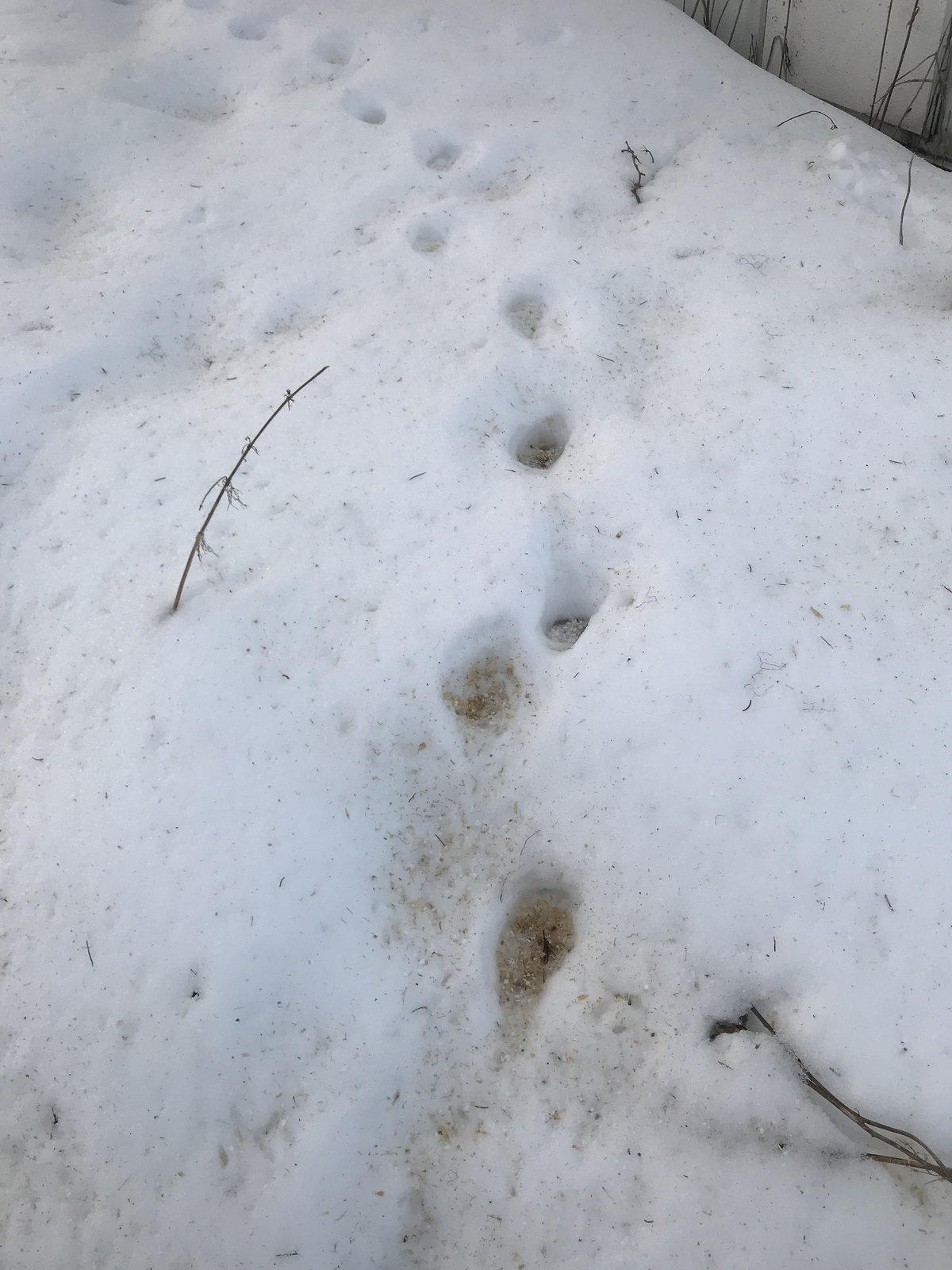 fox tracks in the snow