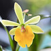 IMG 0541 Vie et décrépitude d'une orchidée pip