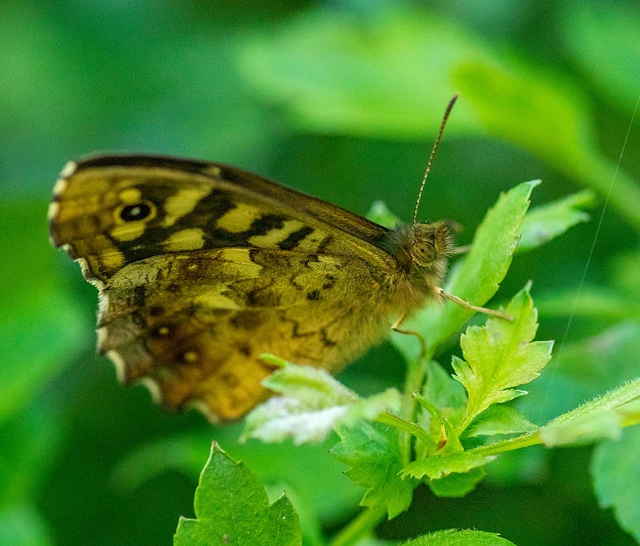 Speckled wood butterfly (1)