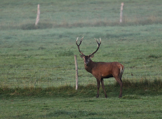 regard de cerf ........