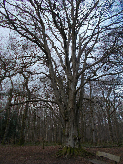 mrw - ancient Beech [1 of 2]