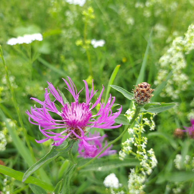 Wiesen-Flockenblume (Centaurea jacea)