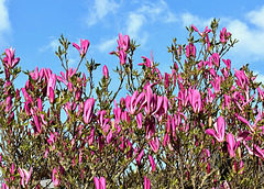 Magnolienblüten