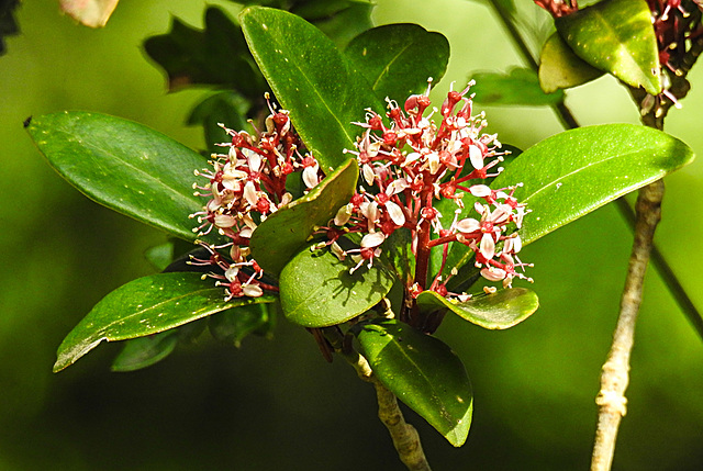 20240408 0023CPw [D~LIP] Japanese Skimmia (Skimmia japanica), BS