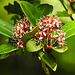 20240408 0023CPw [D~LIP] Japanese Skimmia (Skimmia japanica), BS