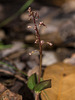 Neottia bifolia (formerly Listera australis ) (Southern Twayblade orchid)