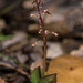 Neottia bifolia (formerly Listera australis ) (Southern Twayblade orchid)