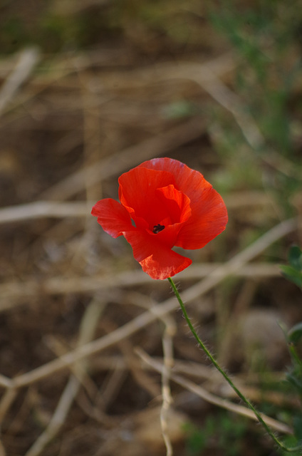 coquelicot