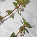 DSCN7093a - Sauvagesia erecta, Ochnaceae