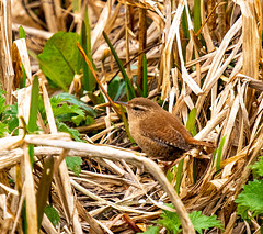 Wren