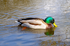 Shropshire Union Canal