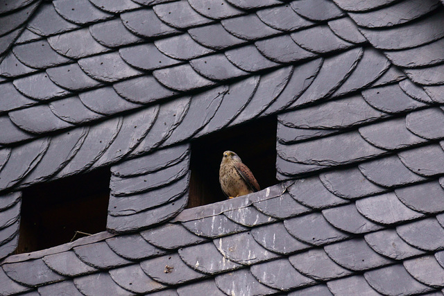 Falke schaut aus Dachluke im Schloss Gieboldehausen