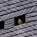 Falke schaut aus Dachluke im Schloss Gieboldehausen
