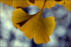 Goldener November