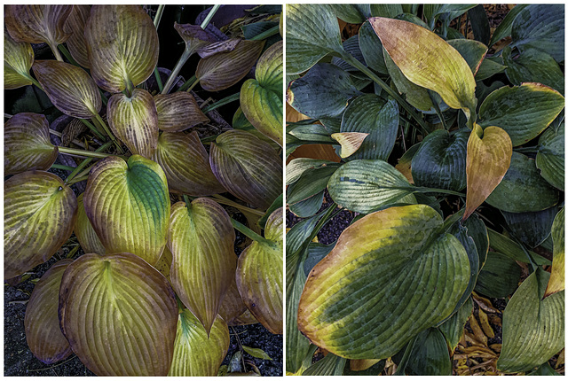 Hosta leaves changing colour