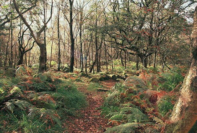 Wildboar Clough - the path through the woods (8 of 9)