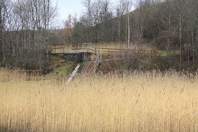 Reed filter beds