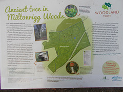 mrw - old trees in Miltonrigg